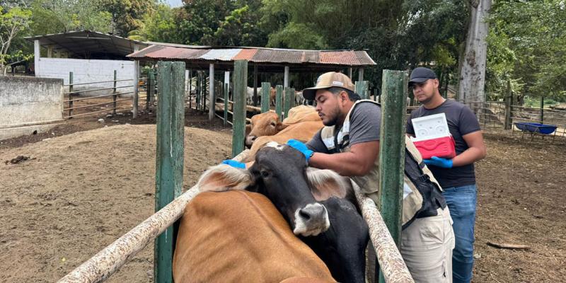 Vacunan animales contra la rabia paralítica