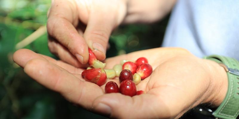 Destacan en Brasil acciones de apoyo al café guatemalteco