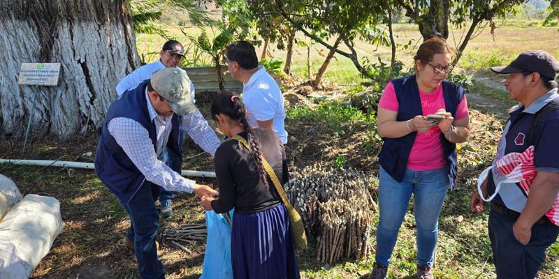 Distribuyen 10 mil esquejes de yuca para diversificar cultivos en Baja Verapaz