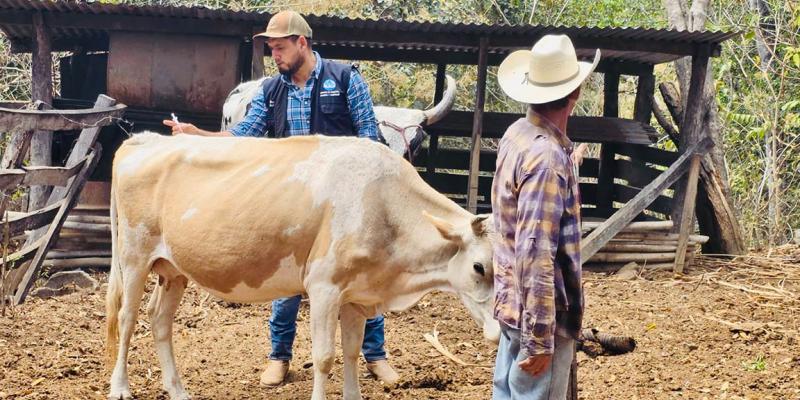 En Baja Verapaz aplican vacuna contra la rabia en ganado bovino