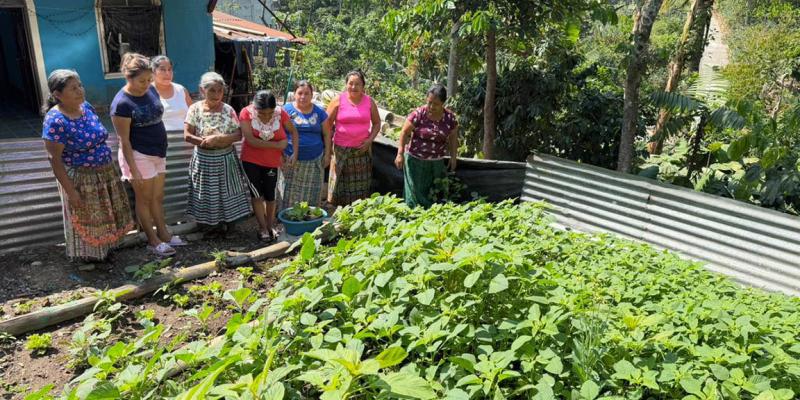Impulsan cosecha de bledo criollo en huertos comunales de Suchitepéquez