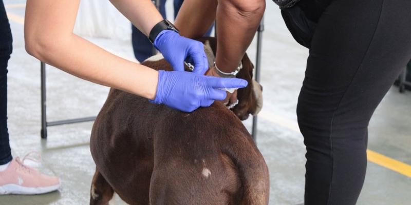 Promueven el bienestar animal en Fraijanes