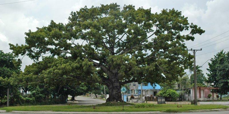 Ceiba