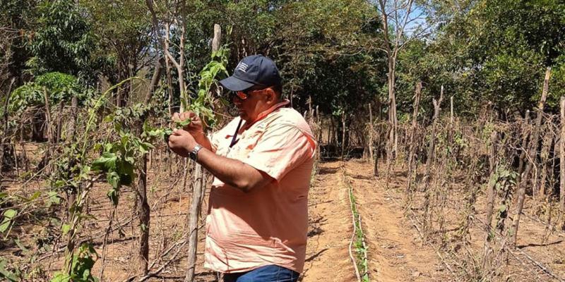Cultivo tecnificado de loroco optimiza economía familiar