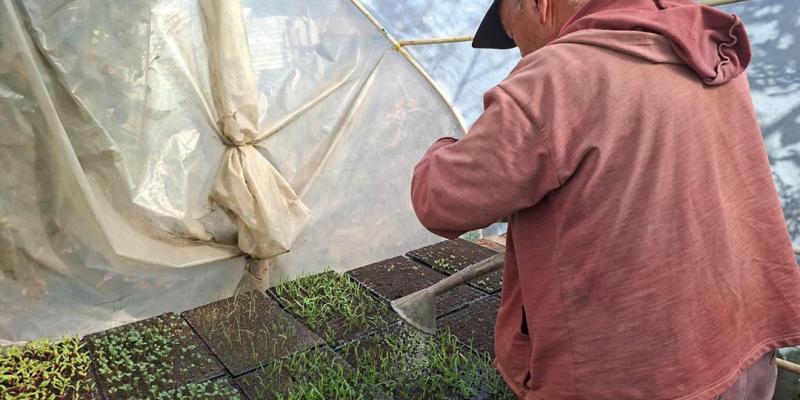 Nutrición foliar mejora el desarrollo de plántulas 