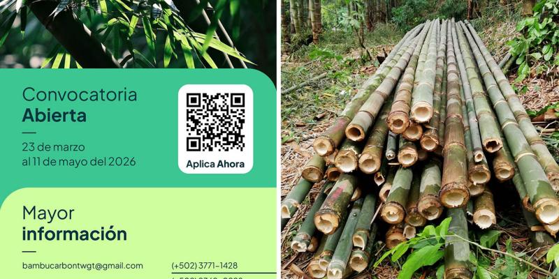 Amplían plazo de inscripción para la iniciativa de Créditos de Carbono en bambú