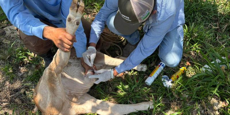 Inspeccionados más de 135 mil animales en prevención del Gusano Barrenador