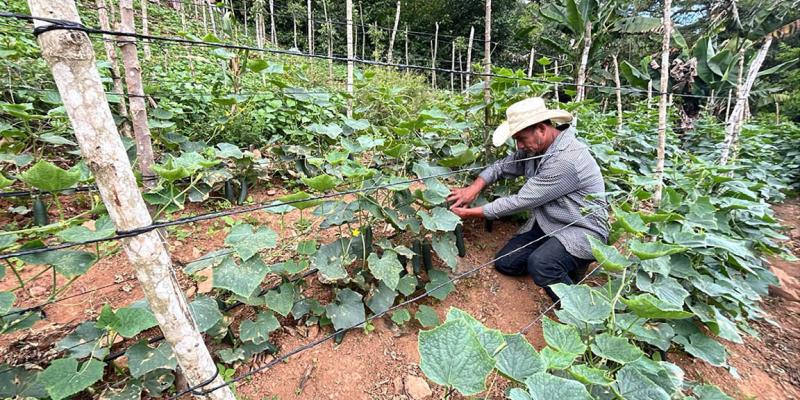 Asistencia mejora producción de hortalizas y el conocimiento frutícola en Zacapa