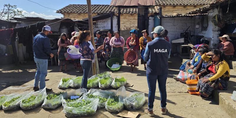 Entrega de 80 mil pilones de hortalizas da impulso a huertos familiares