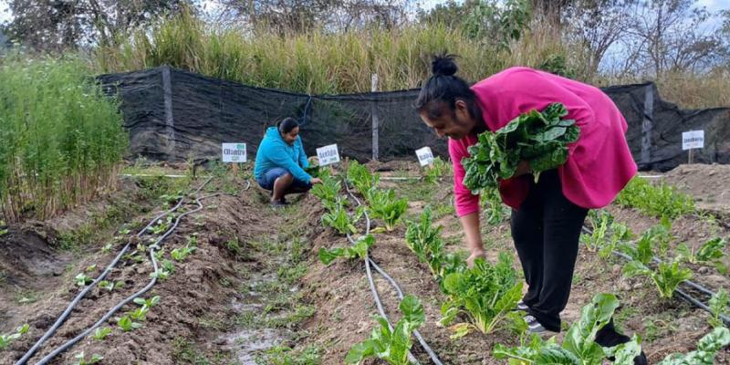 Cultive acelga en casa