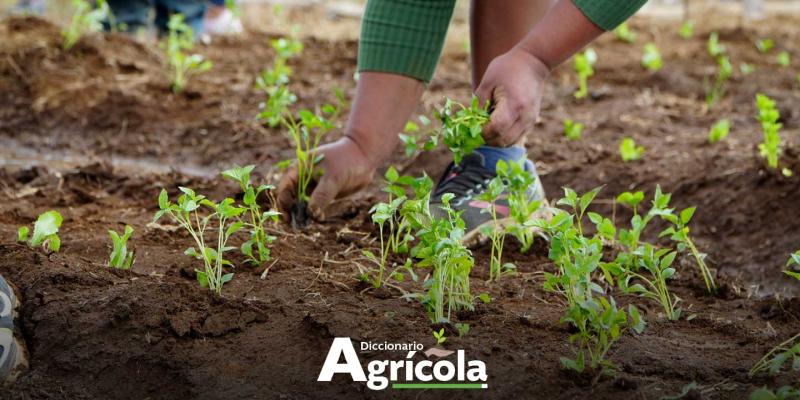 Diccionario Agrícola: Rotación de Cultivos