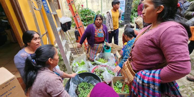 Familias de Momostenango reciben plántulas para establecer huertos familiares