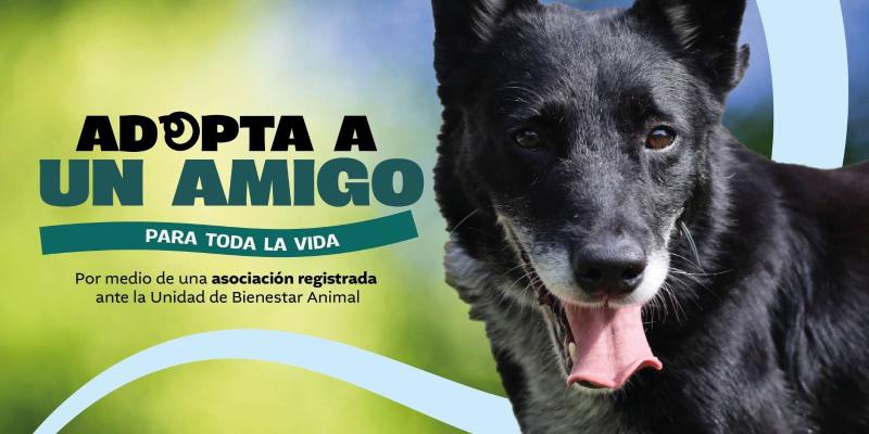 Una adopción responsable transforma vidas