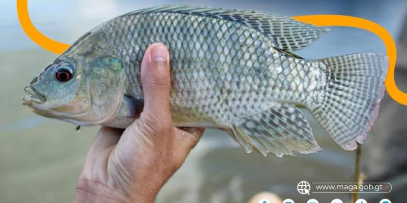 Tilapia: producción que nutre y genera ingresos