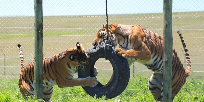 De los circos a los santuarios, la nueva vida de 20 grandes felinos