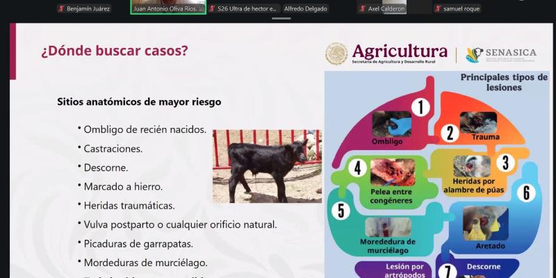 Fortalecen vigilancia para detectar el Gusano Barrenador de forma temprana