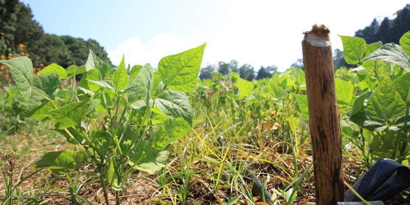 Monitorean cultivos en 12 departamentos debido al calor y la falta de humedad