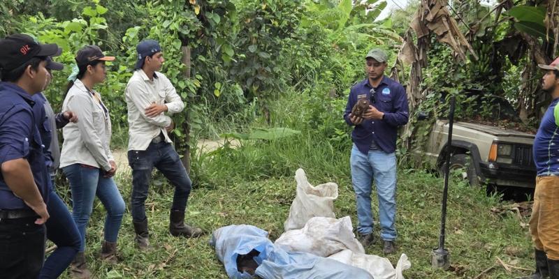 Potenciarán producción de plátano Curaré Establecen mediante una parcela demostrativa