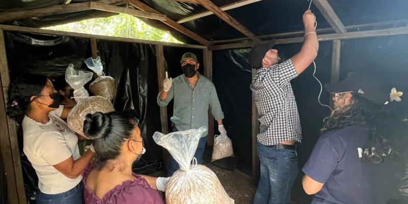 Producción de hongo ostra fortalece la nutrición en Jalapa