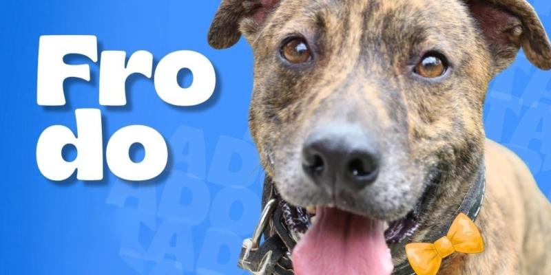 Cata, Natasha y Frodo están en busca de hogar
