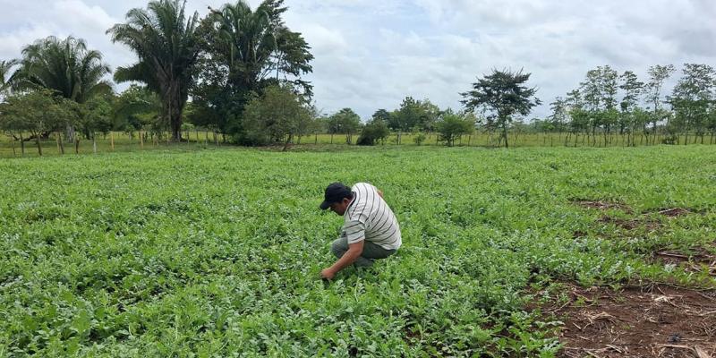 Productores de El Chal fortalecen el manejo del cultivo de sandía