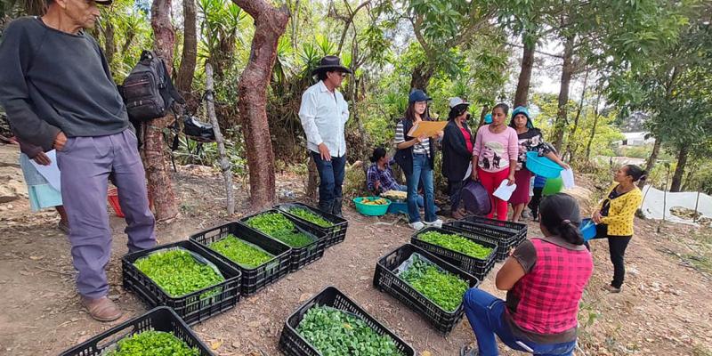 Producción de hortalizas fortalece alimentación de familias jalapanecas