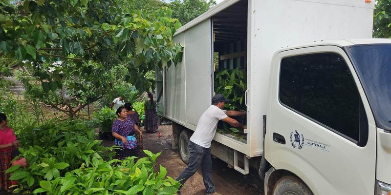 Familias productoras de San Luis fortalecen cultivos de cacao